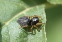 *(Araneae - Salticidae - Heliophanus sp.)